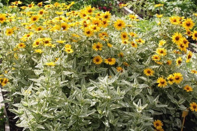 Heliopsis variegated: photo and description, cultivation nuances