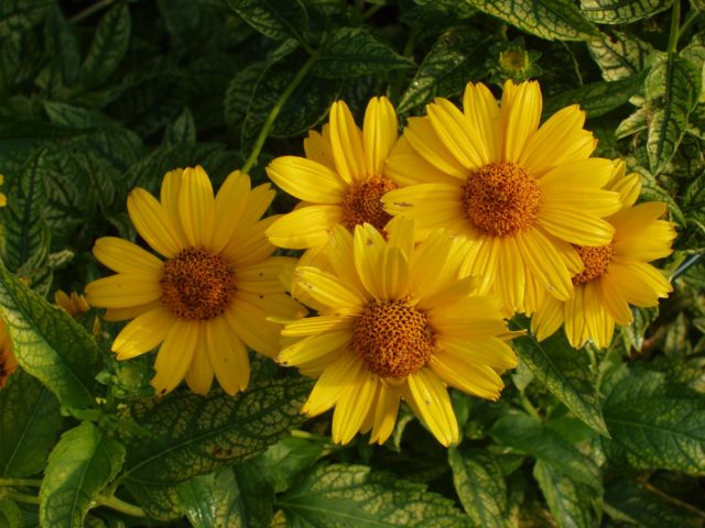 Heliopsis variegated: photo and description, cultivation nuances