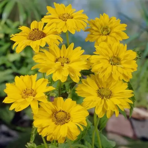 Heliopsis variegated: photo and description, cultivation nuances