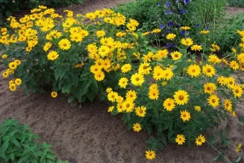 Heliopsis variegated: photo and description, cultivation nuances