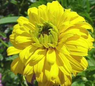 Heliopsis variegated: photo and description, cultivation nuances