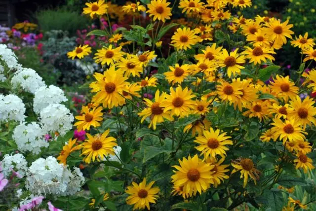 Heliopsis variegated: photo and description, cultivation nuances