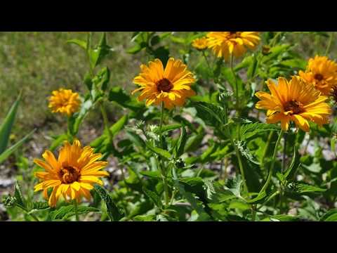 Heliopsis variegated: photo and description, cultivation nuances