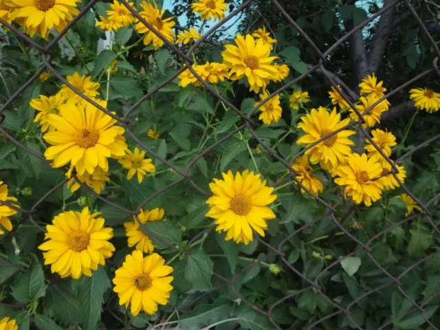 Heliopsis variegated: photo and description, cultivation nuances