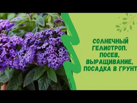 Heliotrope flower: growing from seeds at home