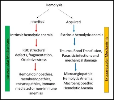 Hemolysis &#8211; causes, symptoms, treatment