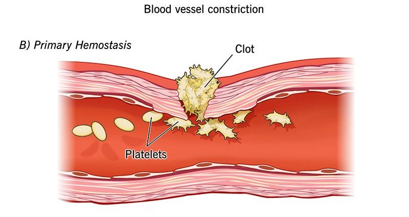 Hemostasis &#8211; what is the process? Tests for hemostasis