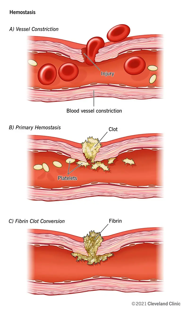 Hemostasis &#8211; what is the process? Tests for hemostasis