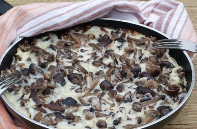 Hemp mushrooms: cooking recipes