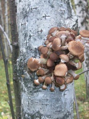 Hemp mushrooms: edible and false species