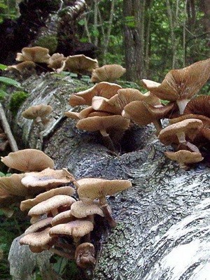 Hemp mushrooms: edible and false species