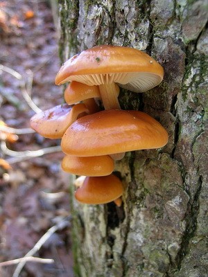 Hemp mushrooms: edible and false species