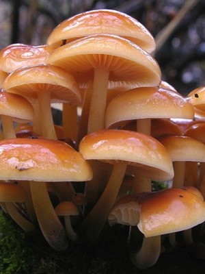 Hemp mushrooms: edible and false species