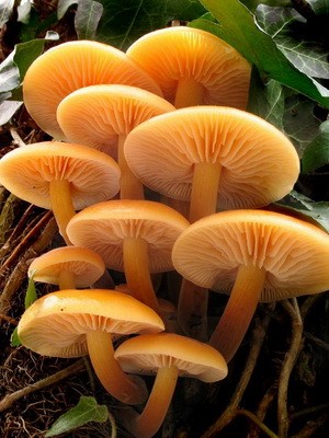 Hemp mushrooms: edible and false species