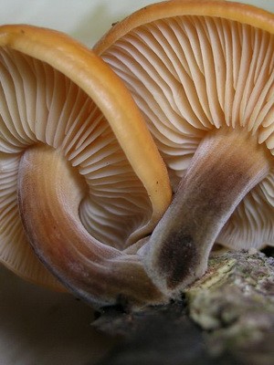 Hemp mushrooms: edible and false species