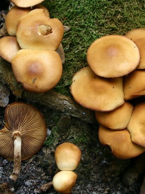 Hemp mushrooms: edible and false species