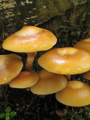 Hemp mushrooms: edible and false species