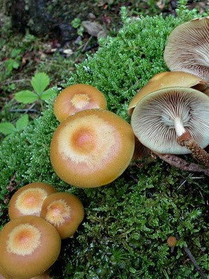 Hemp mushrooms: edible and false species