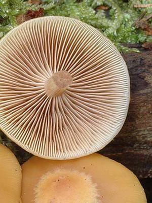 Hemp mushrooms: edible and false species