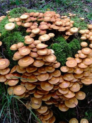 Hemp mushrooms: edible and false species