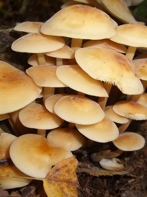 Hemp mushrooms: edible and false species