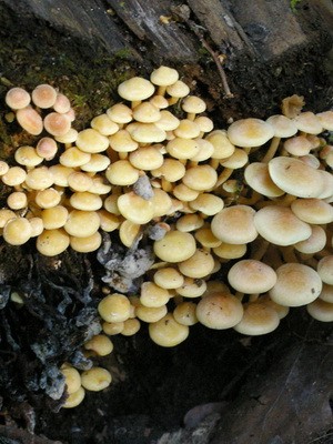 Hemp mushrooms: edible and false species