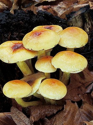 Hemp mushrooms: edible and false species