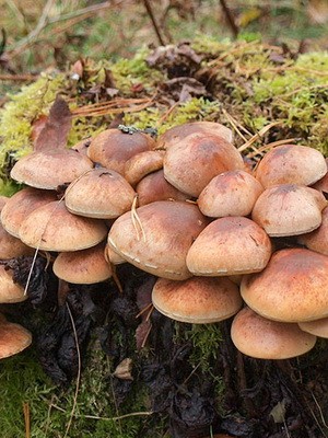 Hemp mushrooms: edible and false species