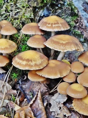 Hemp mushrooms: edible and false species