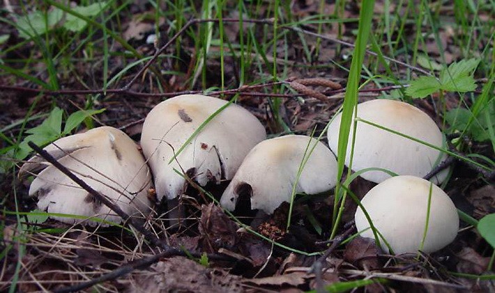 Hemp mushrooms: edible and false species