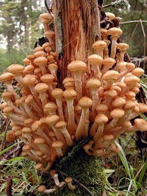 Hemp mushrooms: edible and false species