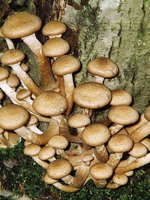 Hemp mushrooms: edible and false species