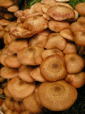 Hemp mushrooms: edible and false species