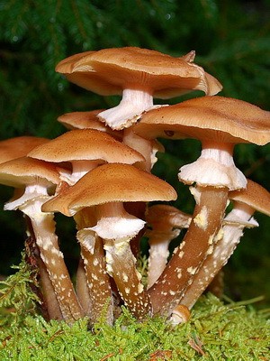 Hemp mushrooms: edible and false species