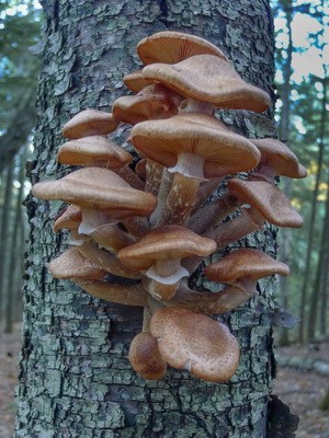 Hemp mushrooms: edible and false species