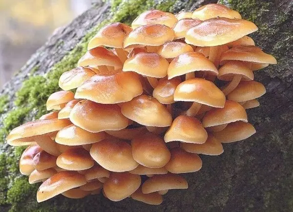 Hemp mushrooms: photo and description of edible and false mushrooms