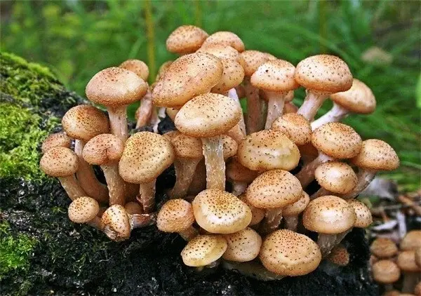 Hemp mushrooms: photo and description of edible and false mushrooms