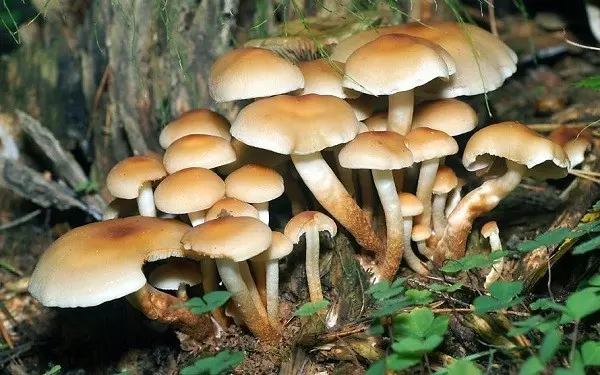 Hemp mushrooms: photo and description of edible and false mushrooms