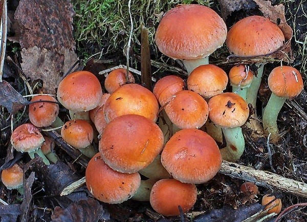 Hemp mushrooms: photo and description of edible and false mushrooms