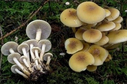 Hemp mushrooms: photo and description of edible and false mushrooms