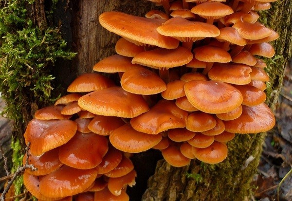 Hemp mushrooms: photo and description of edible and false mushrooms