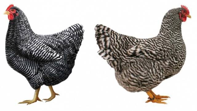 Hens Amroks: photo and description