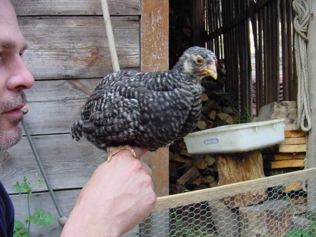 Hens Amroks: photo and description