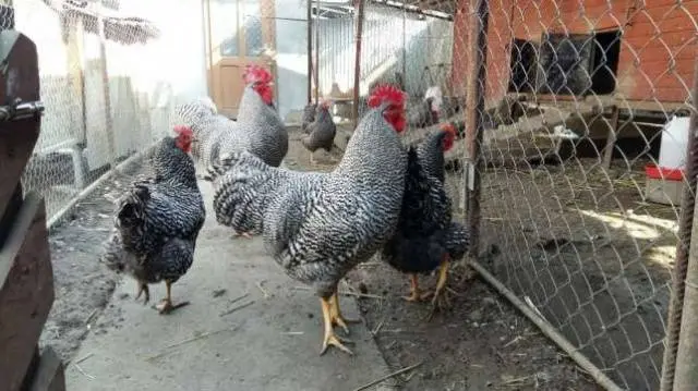 Hens Amroks: photo and description