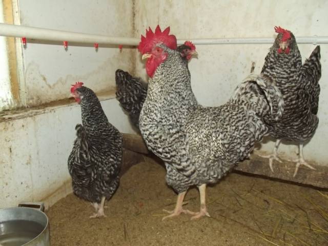 Hens Amroks: photo and description