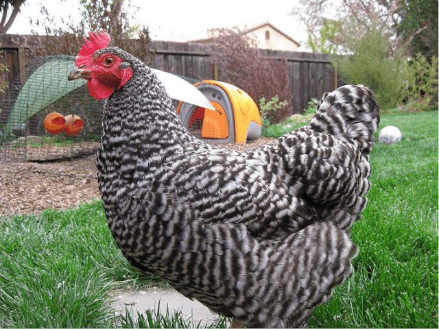 Hens Amroks: photo and description