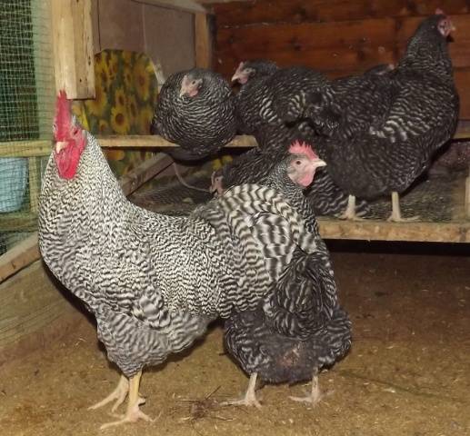 Hens Amroks: photo and description