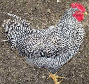 Hens Amroks: photo and description