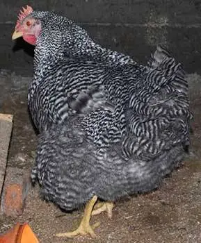 Hens Amroks: photo and description