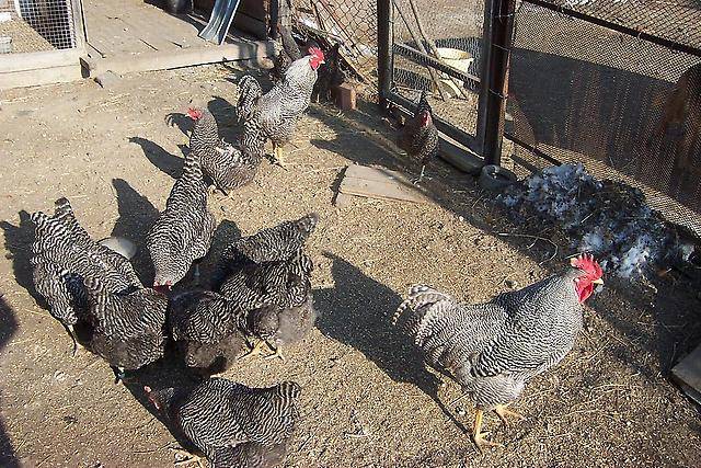 Hens Amroks: photo and description